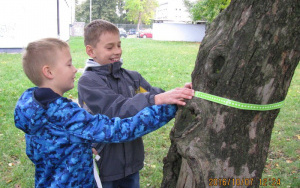 Pierwszy etap wyznaczania wieku drzewa 2
